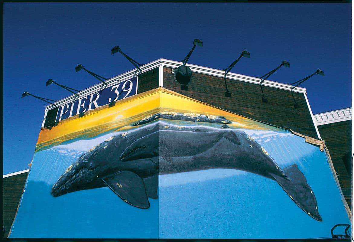 WW 61* “Grays off the San Francisco Coast”