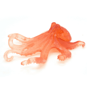 Octopus decor